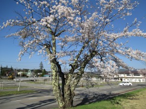 桜